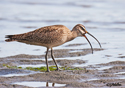 Numenius phaeopus